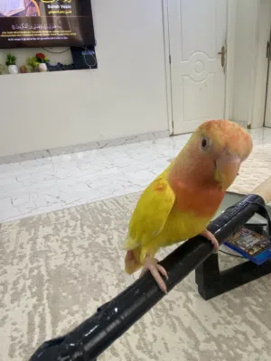 روز أليف ومدرب وشبه جاهز بسعر ممتاز شوف الوصف