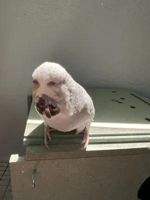 Birds3