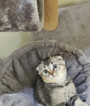 Scottish fold