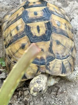 سلحفاه للبيع