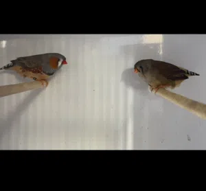 زيبرا انجلش