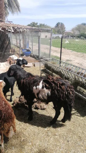 كبش للبيع سعر 195