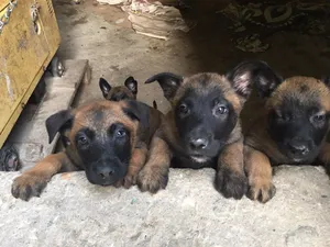 Malinois puppies