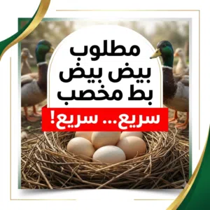 ضروري يكون البيض مخصب