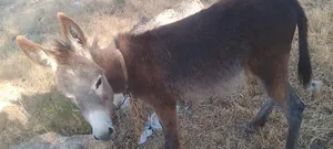 Donkeys4