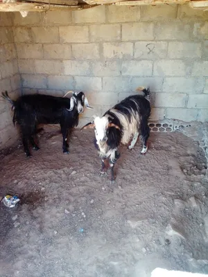Goats1