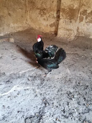 جوز بلتم اسباني محلق