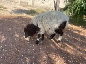 عبوره عمر سيع شهور ونص