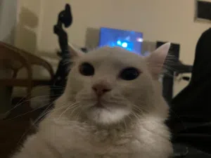 للتبني  للتبني