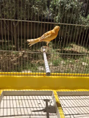 كنار بدوق هوزو احمر