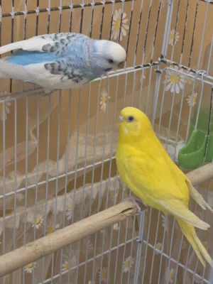 طيور بادجي