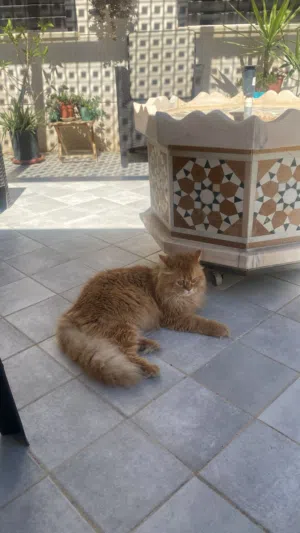مطلوب حلاقة للقطط