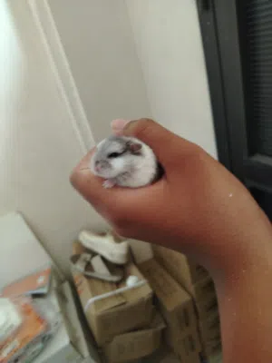 Good hamster no biting
