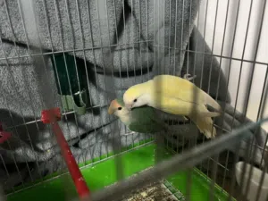 جوز روز شغال ومنتج على امانه الله للبيع مع قفصه وكوخه عمان الهاشمي الشمالي