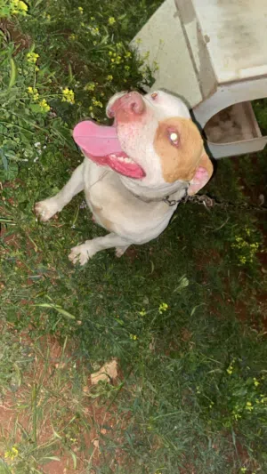 كلب ببتبول للبيع