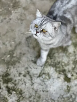 قطط Scottish للبيع