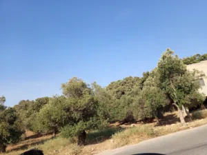 Residential Land for Sale in Irbid Kufr Asad