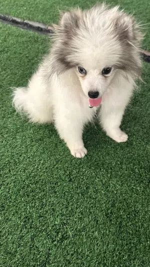 Pomeranian female