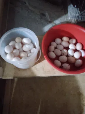 بيض دجاج بلدي ومخصب