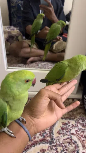 parrot available good tamed friendly