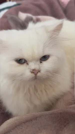 Cat Persian male - age 12 months