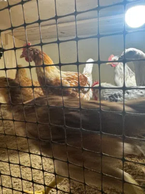 دجاج فرنسي وفيومي عمر شهرين ونص