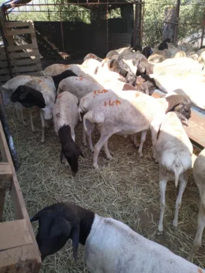 خرفان وتيوس  صوماليه للبيع