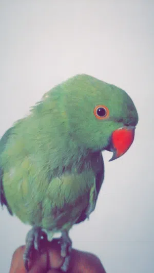 موجود أنثى دره ام فراخ اليفه جدا مع قفص كاسكو وكوخ اقرأ الوصف مهم جدا