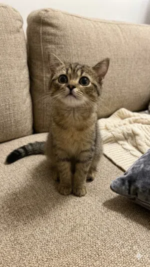 britishshorthair ay24 tabby print male 3 month old cat available vaccinated with passport