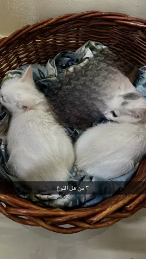 سنانير شيرازي