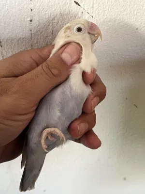 كوبيه بال فالو اقرا الوصف
