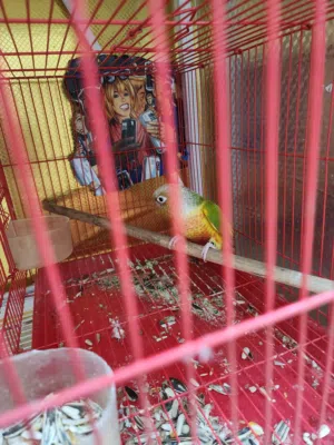 طير كنيور للبيع