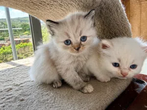 Siamese kitten , 1 month