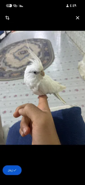 كروان فول اليف عمره 8اشهور