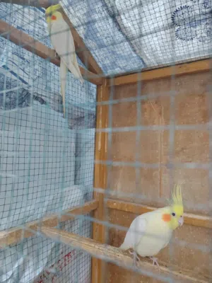 كوكتيــل ببغــاء