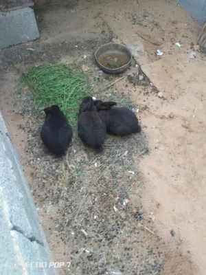 أرانب عربيات للبيع مشاءالله تبارك الله