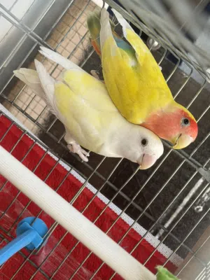 جوز روز صلاة النبي