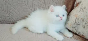 kitten Himalayan male 50 days used litter box
