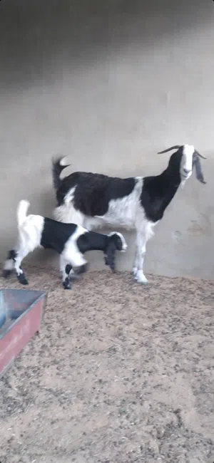 عنز حليب درجة ممتازة