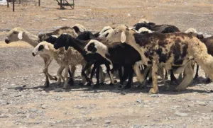 للبيع جعد تهجين نجدي مع كبشهن حلال طيب ماشاء الله فرصه الي يدور شي زين ماعليهن كلام عشارت كلهن فرصة