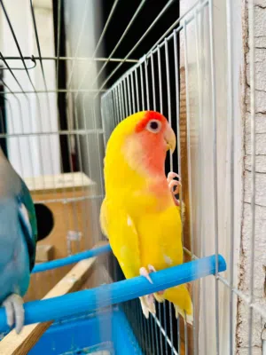 انثى روز للبيع سبق له وانتجت