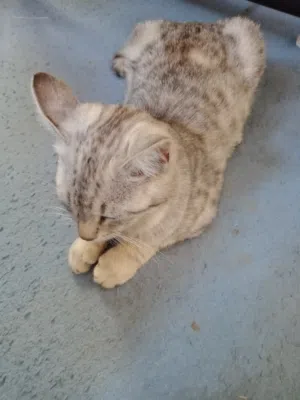 قط مخطط للبيع