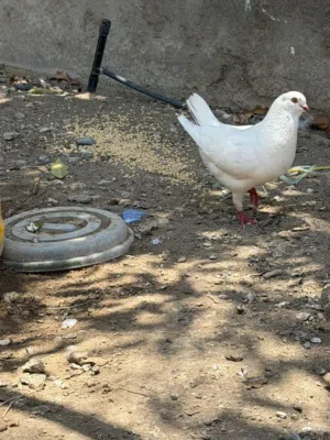 حمام حقم للبيع