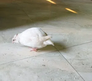 سمان ملكي للبيع