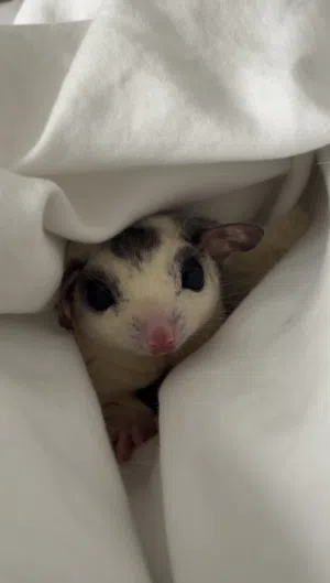 White Face Blonde (WFB) Sugar glider