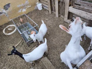 غنم صلالي 5 إناث 1 ذكر