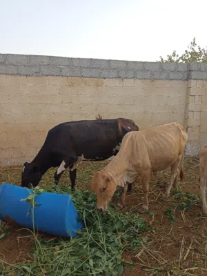 ابقار للبيع