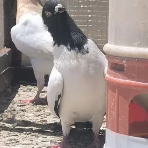 محمد الناجي 
