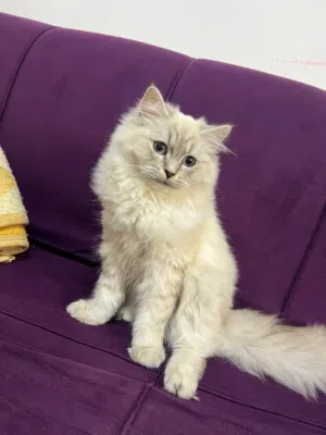 قطه للبيع بداعي السفر