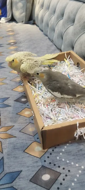 كوكتيل عمر شهر